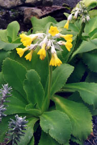 Primula palinuri